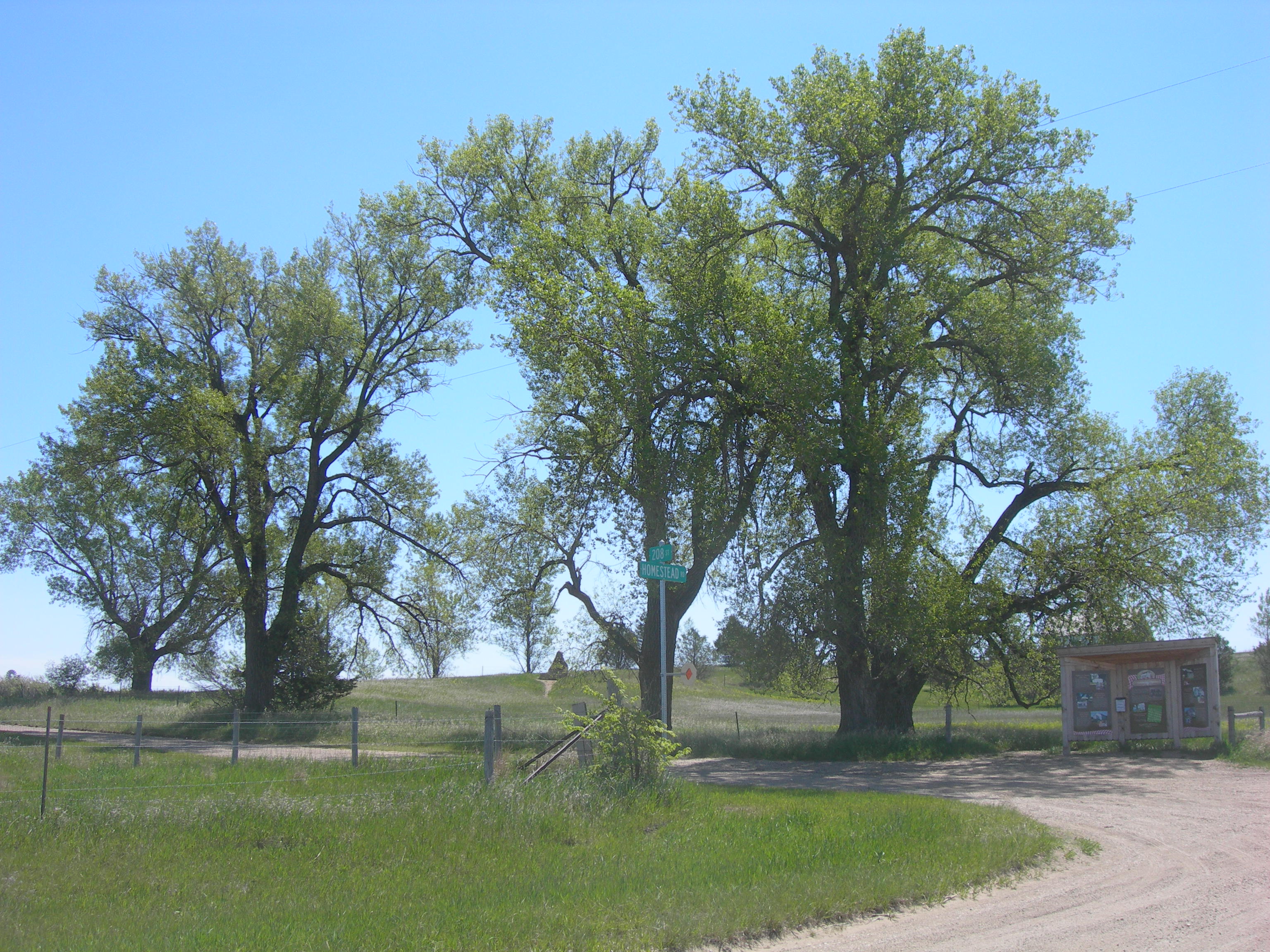 Cottonwood trees at the Ingalls Homestead in De Smet, SD [(src)](https://www.flickr.com/photos/auvet/7274833320/in/photostream/)